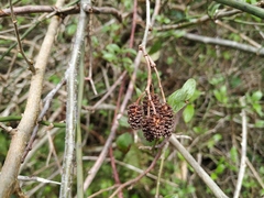 Alnus glutinosa barbata