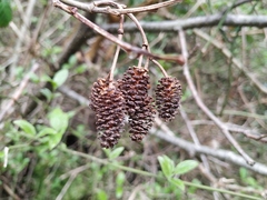 Alnus glutinosa barbata