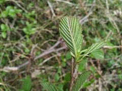 Alnus glutinosa barbata