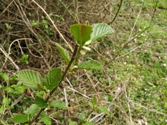 Alnus glutinosa barbata