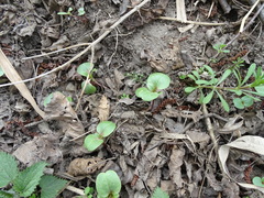Impatiens glandulifera