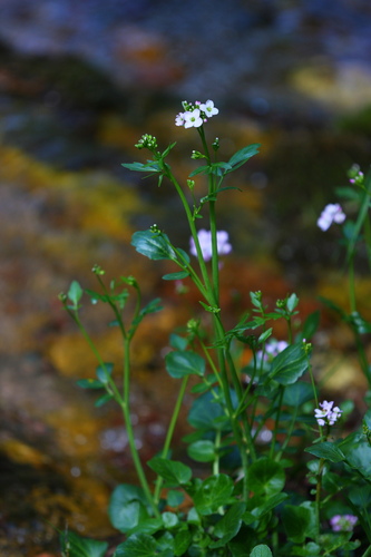 Cardamine acris