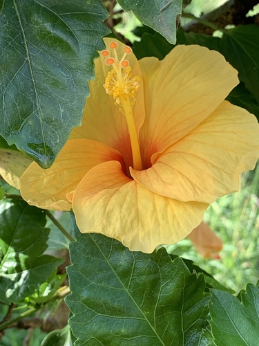 Hibiscus × rosa-sinensis