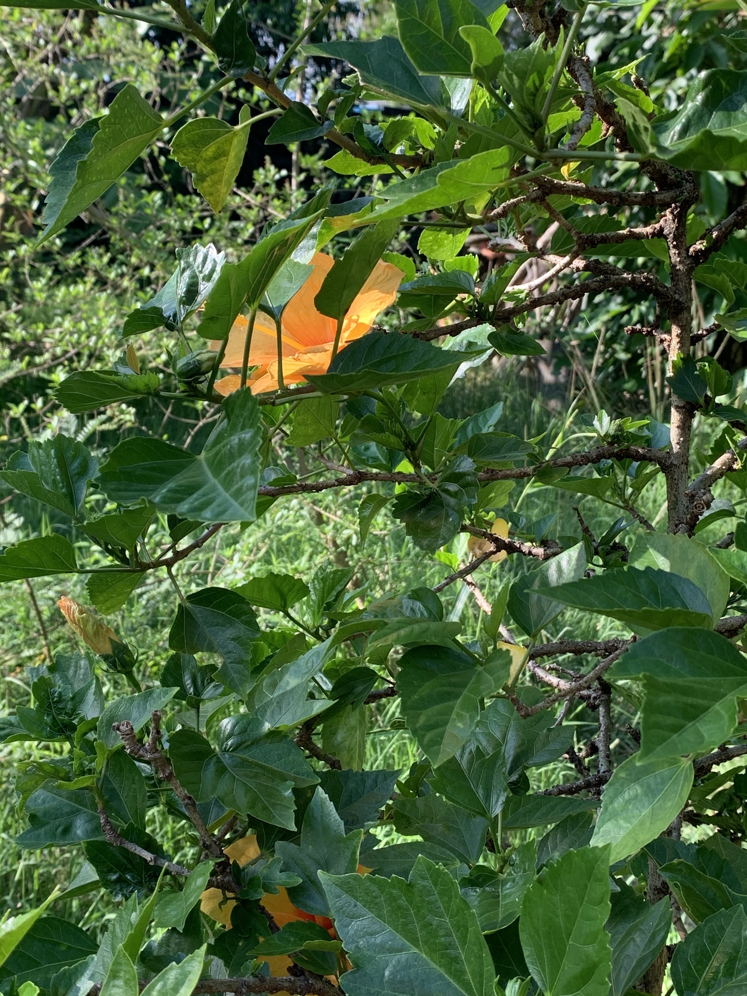 Imagem de Hibisco