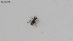 Thanasimus substriatus
