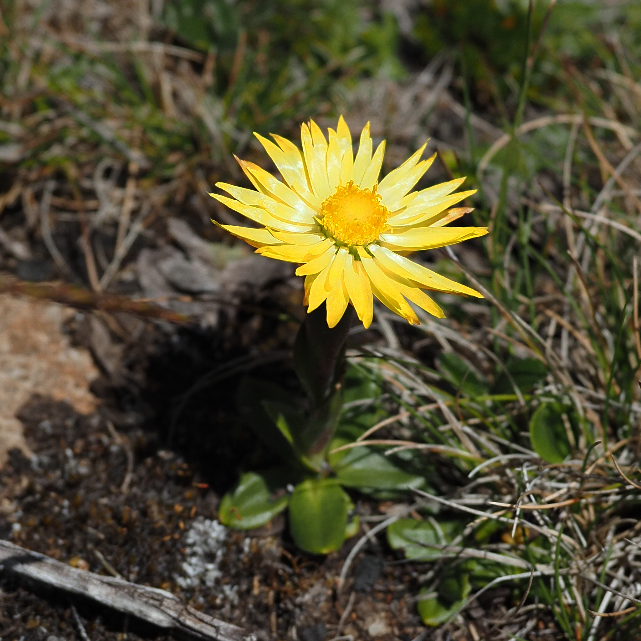 Xerochrysum alpinum