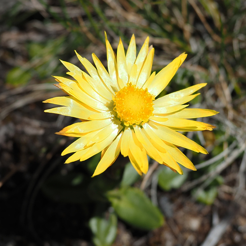 Image of Xerochrysum Alpinum (Xerochrysum alpinum) by no rights reserved