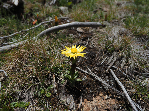 Image of Xerochrysum Alpinum (Xerochrysum alpinum) by no rights reserved