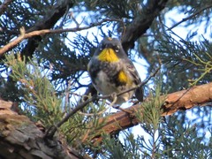 Setophaga coronata coronata × auduboni