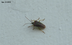 Acanthosoma spinicolle