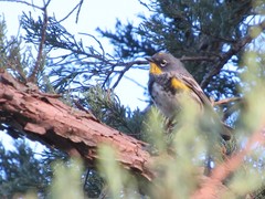 Setophaga coronata coronata × auduboni