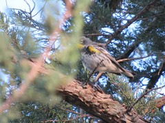 Setophaga coronata coronata × auduboni
