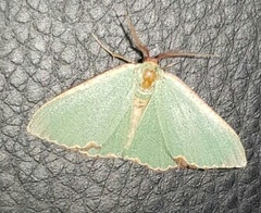 Heterorachis devocata