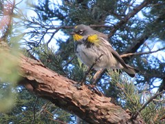 Setophaga coronata coronata × auduboni