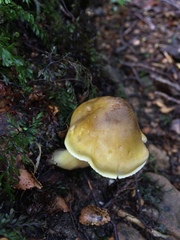 Tricholoma viridiolivaceum