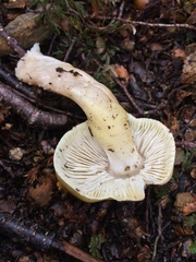 Tricholoma viridiolivaceum