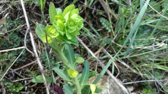 Euphorbia virgata