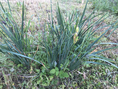 Iris longipetala