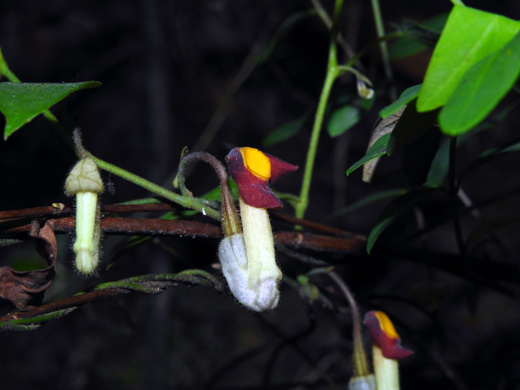 Aristolochia kunmingensis