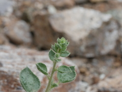 Cleome austroarabica