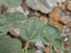 Cleome austroarabica