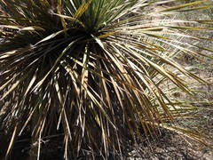 Dasylirion parryanum