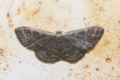 Idaea costiguttata