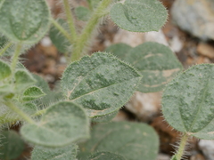 Cleome austroarabica