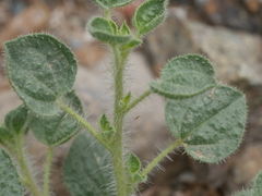 Cleome austroarabica