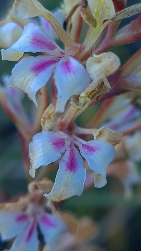 Image of Tritoniopsis unguicularis by (c) Petra Holland, some rights reserved (CC BY)