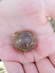 Zonitidae
