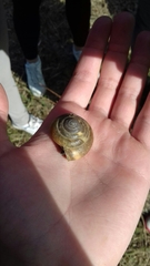 Zonitidae