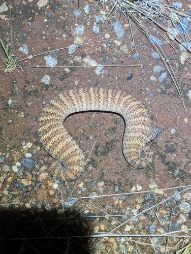 Photo of a Kimberley Death Adder (Acanthophis cryptamydros)