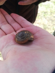 Zonitidae