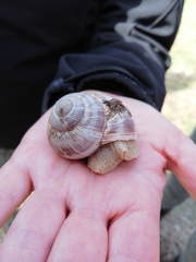 Helix lucorum