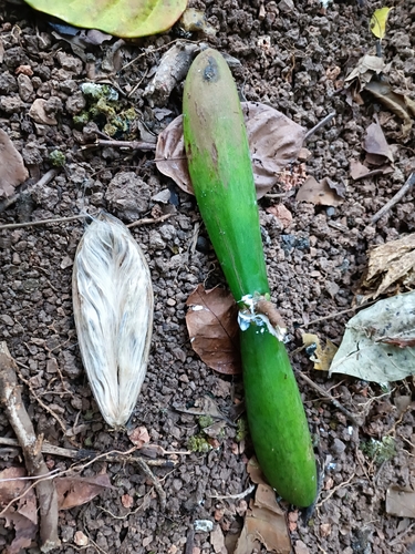 Funtumia elastica observed 2024-01-15
