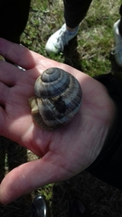 Helix lucorum