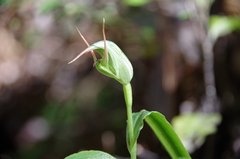 Pterostylis auriculata