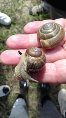 Zonitidae