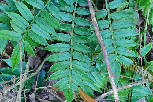 Angiopteris fokiensis iNat (3)