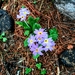 Primula denticulata denticulata - Photo (c) bigredwombat, algunos derechos reservados (CC BY-NC)