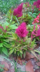 Celosia argentea plumosa