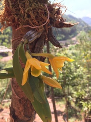 Dendrobium trigonopus