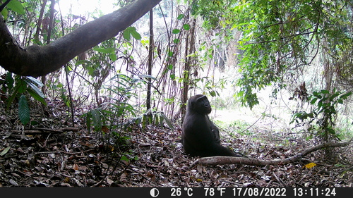 Western Lowland Gorilla