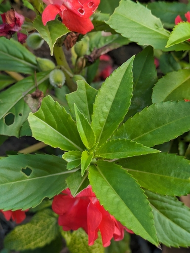 Foto de Maria-sem-vergonha
