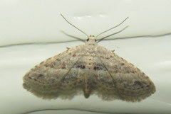 Araeopteron canescens