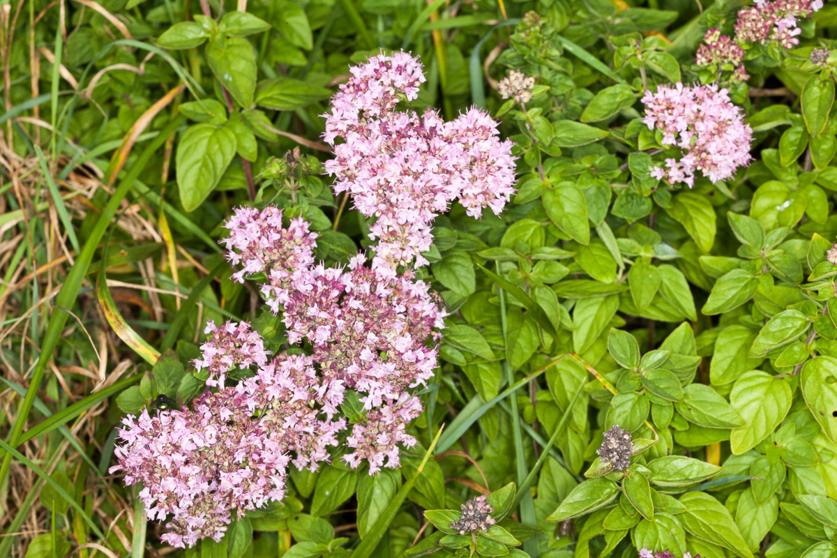Oregano