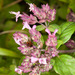 Oregano - Photo (c) Drepanostoma, some rights reserved (CC BY-NC), uploaded by Drepanostoma