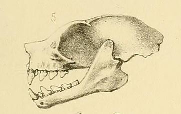 Temminck's Tailless Fruit Bat