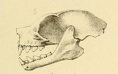 Temminck's Tailless Fruit Bat photo 2